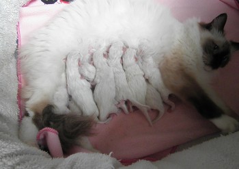 les chatons - naissances - Chatterie Ragdolls du Val de Beauvoir
